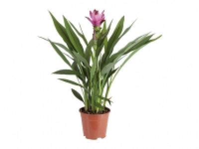 Curcuma Safranwurz CHF 9.99