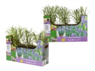 Lavendel angustifolia CHF 3.99