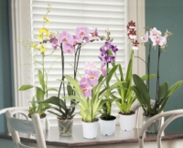 Orchideenvielfalt CHF 9.89