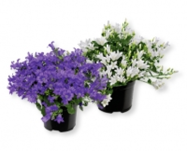 Campanula CHF 3.99