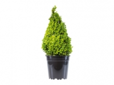 Buxuspyramide