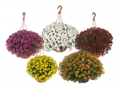 Chrysanthemen Ampel «Skyfall» CHF 9.99