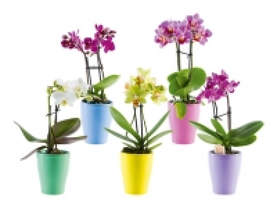 Mini Phalaenopsis in Keramik CHF 4.99