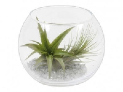 Tillandsia im Glastopf CHF&nbsp;4.99