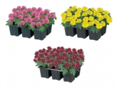 Chrysanthemen CHF 4.99