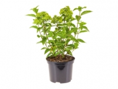 Hydrangea Paniculata «Little Lime» CHF 9.99