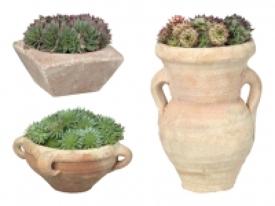 Steingartenpflanzen im Steinguttopf CHF 4.99