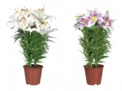 Orientalische Lilien CHF 7.99