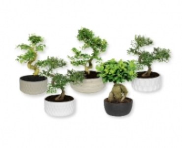 Bonsai CHF 19.99