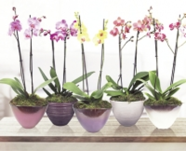 Orchideen-Schale CHF 14.99