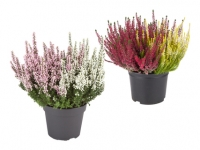 Calluna Vulgaris CHF 2.49