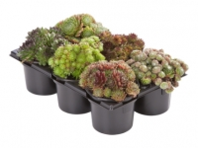Sempervivum-Mix CHF 5.99