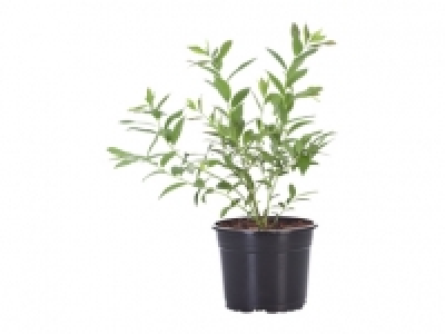 Heidelbeeren im Topf CHF 4.99
