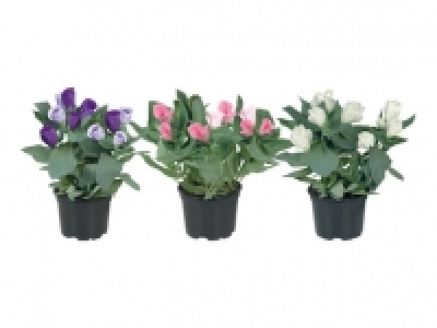 Eustoma CHF 2.79