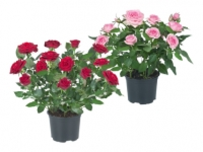 Topfrosen CHF 1.99