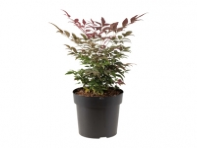 Nandina Himmelsbambus CHF 9.99