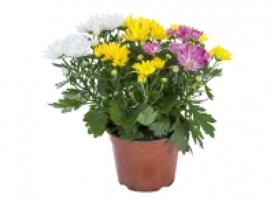 Chrysanthemen-Trio CHF 3.49