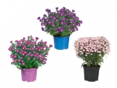 Herbstaster CHF 4.99