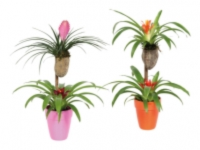 Bromelien-Turm in Keramik CHF 14.99