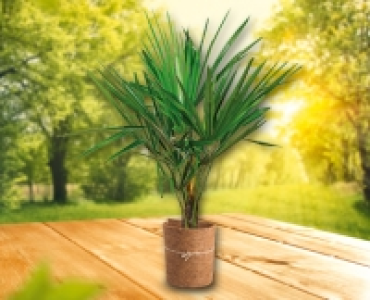 GARDENLINE® Winterschutzmatte CHF 5.99