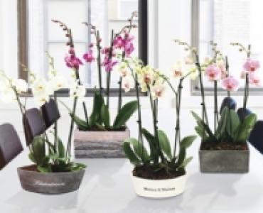 Orchideen-Arrangement CHF 19.99