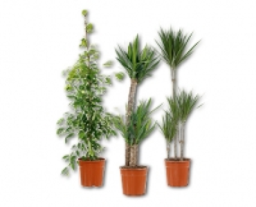 Grunpflanze CHF 16.99