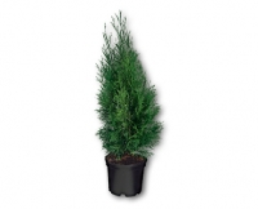 Thuja Smaragd CHF 9.99