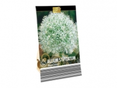 Blumenzwiebeln «Zierlauch» CHF 3.99