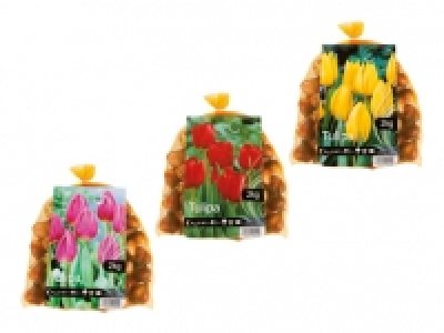 Tulpenzwiebeln CHF 9.99