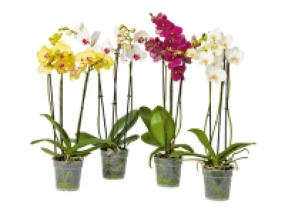 Phalaenopsis 3er CHF&nbsp;12.99