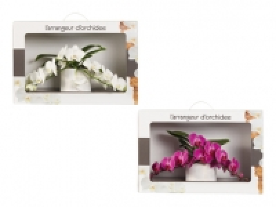 Phalaenopsis Arrangement in Geschenkverpackung CHF 29.99