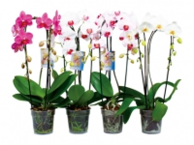 Phalaenopsis Cascade Mix CHF 13.99
