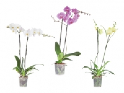 Phalaenopsis XXL CHF 14.99