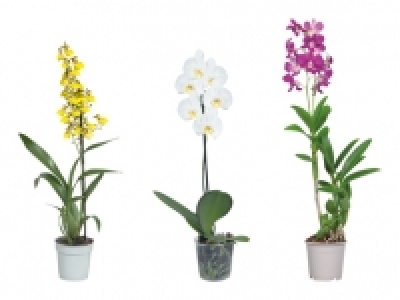 Orchideenmix CHF 12.99