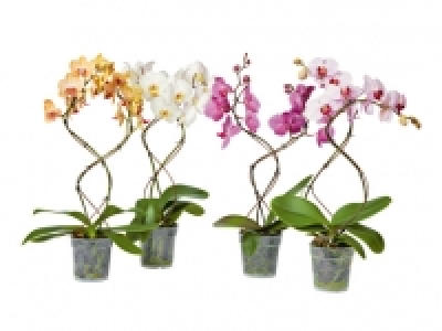 Phalaenopsis Tornado CHF 15.99