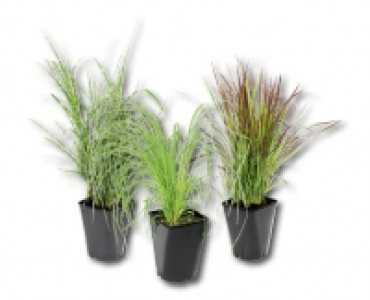 Winterhartes Ziergras CHF 9.99