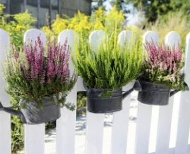 Calluna «Beauty Ladies» CHF 4.99