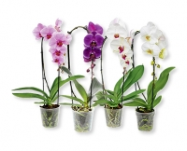 Phalaenopsis Cascade CHF 11.95