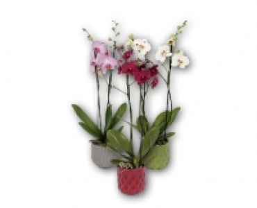 Orchidee CHF 13.99