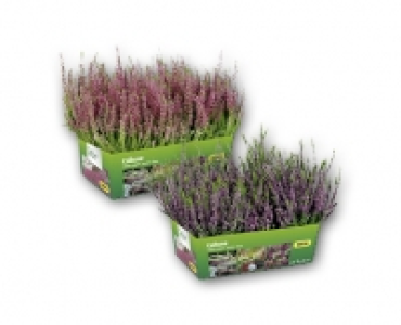 Calluna CHF 6.99