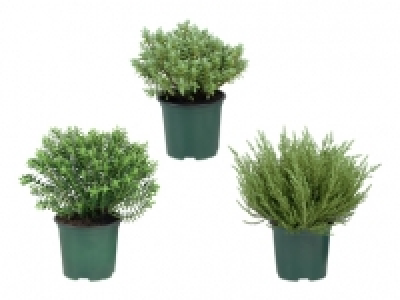 Hebepflanzen CHF 1.29