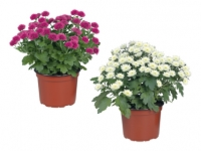 Chrysanthemen Multiflora CHF 2.99