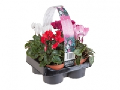 Alpenveilchen CHF 6.99