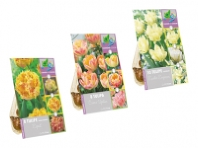 Blumenzwiebeln «Farbwechsel» CHF 2.99