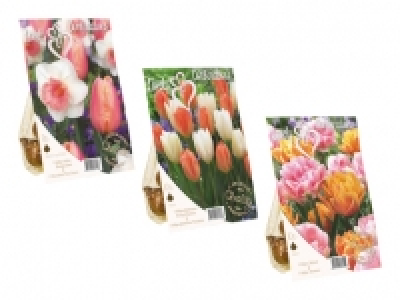 Blumenzwiebeln «Farbkombination» CHF 2.99