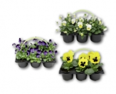 Stiefmutterchen/Hornveilchen CHF&nbsp;3.99