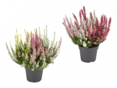 Dreifarbige Calluna Vulgaris CHF 2.99