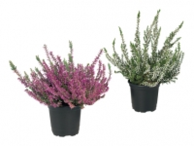 Calluna Vulgaris CHF 0.99