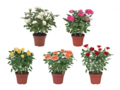 Topfrosen CHF 2.99