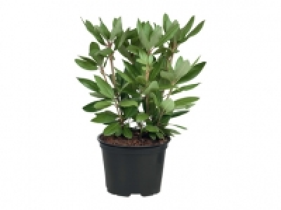 Rhododendron-Mix CHF&nbsp;6.99
